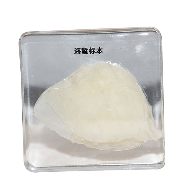 海蜇标本 (1).jpg