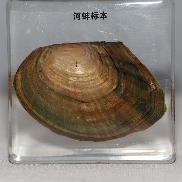 河蚌包埋标本 (2).JPG
