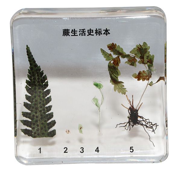 蕨生活史标本 (1).jpg