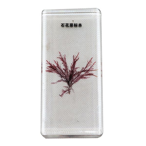 石花菜标本 副本.jpg