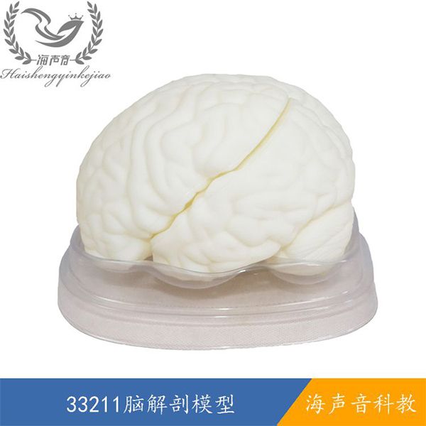 33211脑解剖模型.jpg
